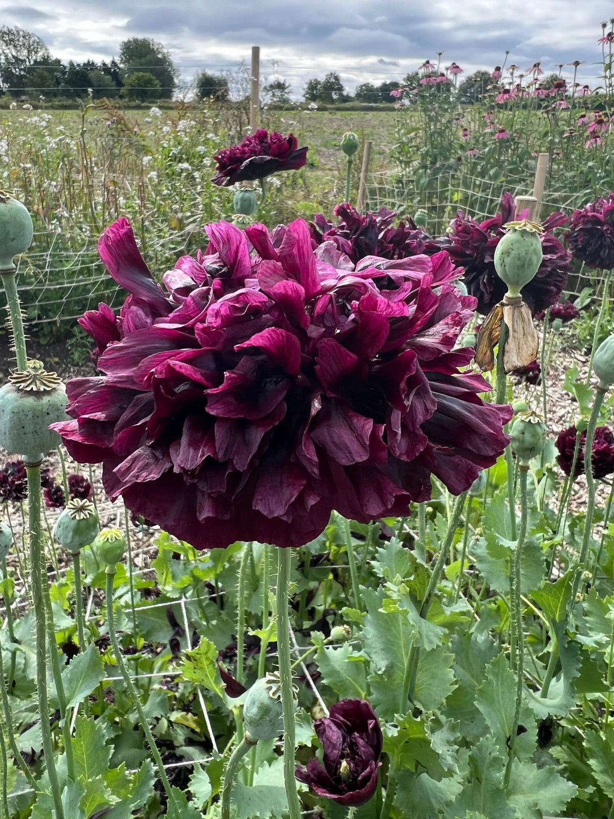 Dark purple Poppy Black Peony blooms and green seed pods above a grassy field