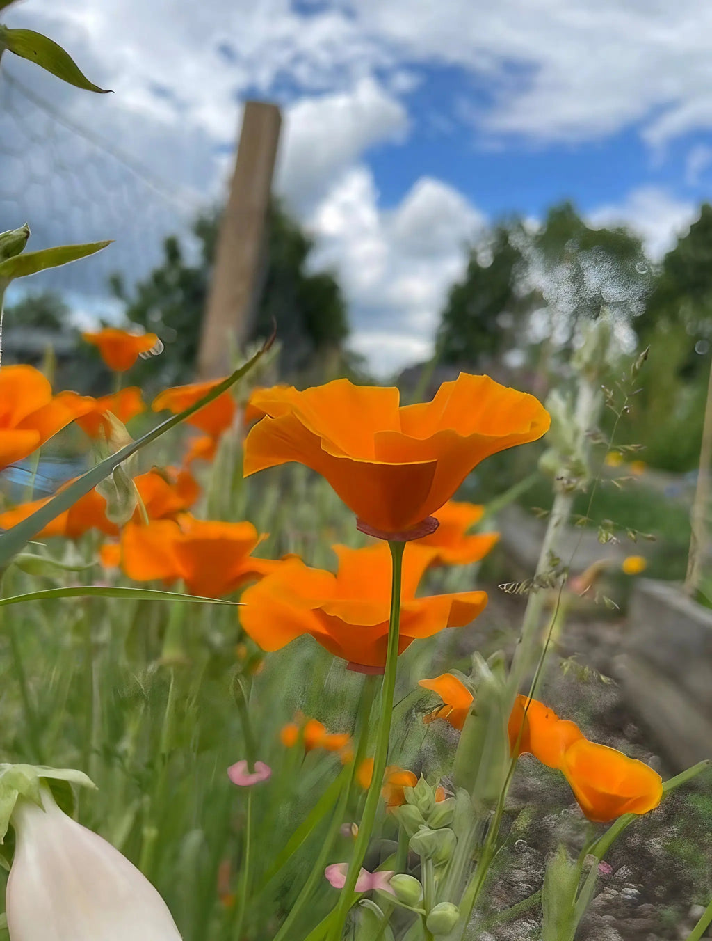 Poppy Californian Golden West blooms with a wooden fence, trees and cloudy blue sky behind