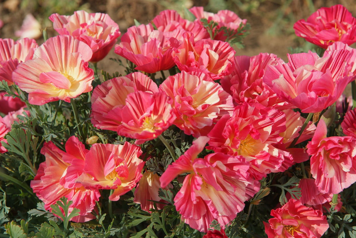 Mass of semi-double coral-pink Poppy Californian Thai Rose Chiffon flowers