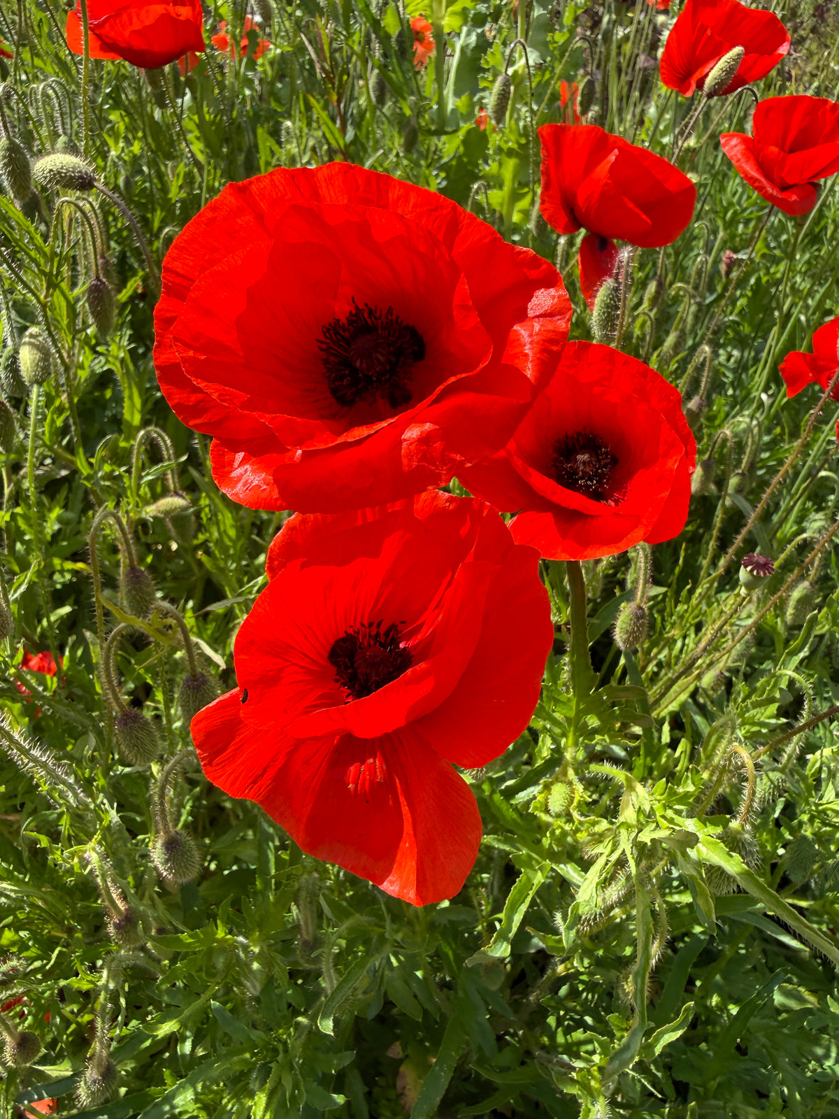 Close-up of scarlet Poppy Flanders Red flowers with dark centres among grasses