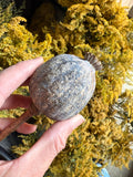 A hand holds a Poppy Heads Dried (Giant) from Bishy Barnabees Cottage Garden Ltd, set against yellow, feathery plants.