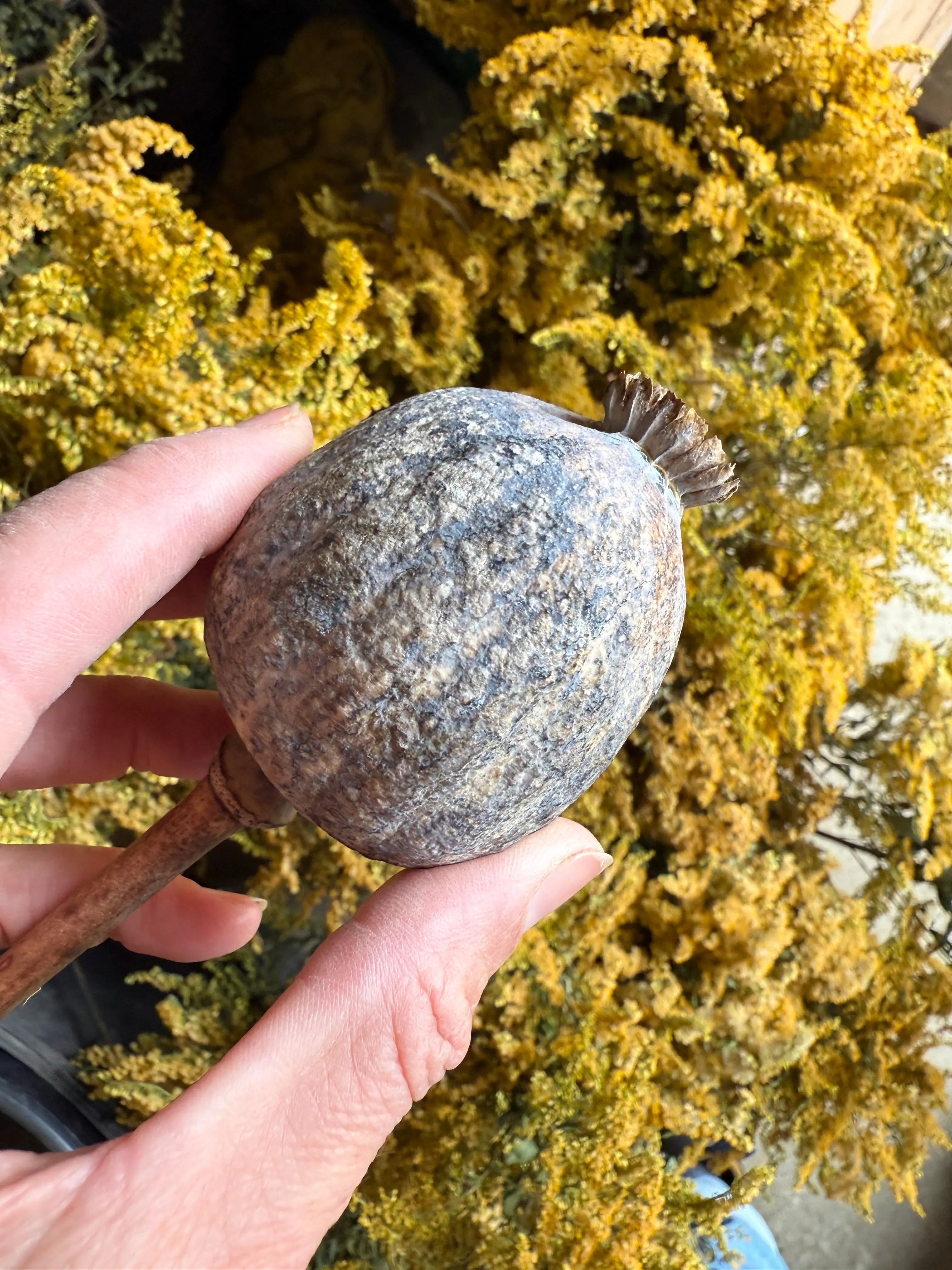 Poppy Heads Dried (Giant) - Bishy Barnabees Cottage Garden Ltd