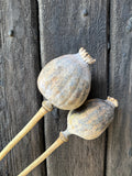 Two Giant Poppy Heads Dried by Bishy Barnabees Cottage Garden Ltd rest against a weathered, dark wooden surface, highlighting the natural beauty of Papaver somniferum.