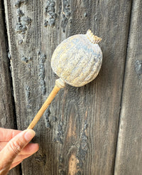 A hand holds a Poppy Heads Dried (Giant) stem by Bishy Barnabees Cottage Garden Ltd in front of a weathered, textured wooden background.