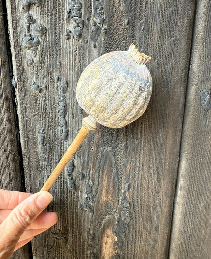 Poppy Heads Dried (Giant) - Bishy Barnabees Cottage Garden Ltd