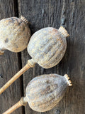 Three giant dried poppy heads from Bishy Barnabees Cottage Garden Ltd rest on a weathered wooden surface, showcasing the textured details and subtle brown-gray tones of these Poppy Heads Dried (Giant).