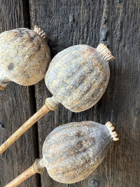 Three giant dried poppy heads from Bishy Barnabees Cottage Garden Ltd rest on a weathered wooden surface, showcasing the textured details and subtle brown-gray tones of these Poppy Heads Dried (Giant).