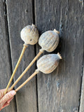 A hand holds three Poppy Heads Dried (Giant) by Bishy Barnabees Cottage Garden Ltd, showcasing large Papaver somniferum pods on long stems against a rustic wooden background.