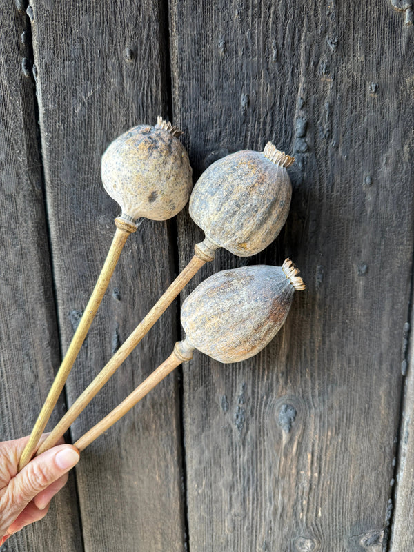 A hand holds three Poppy Heads Dried (Giant) by Bishy Barnabees Cottage Garden Ltd, showcasing large Papaver somniferum pods on long stems against a rustic wooden background.