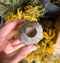 A hand holds a round, textured Poppy Heads Dried (Giant) by Bishy Barnabees Cottage Garden Ltd, set against yellow dried foliage and potted plants—classic Papaver somniferum remnants.