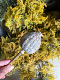 A hand holds a dried poppy seed pod with a round, ribbed shape and short stem. In the background are clusters of yellow and green dried flowers, plus Poppy Heads Dried (Giant) by Bishy Barnabees Cottage Garden Ltd.