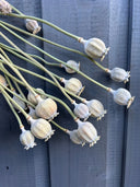 A bundle of Poppy Heads Dried (Large) by Bishy Barnabees Cottage Garden with long stems hangs against a dark grey wood background, showcasing pale, round pods with star-shaped tops and unique natural textures.