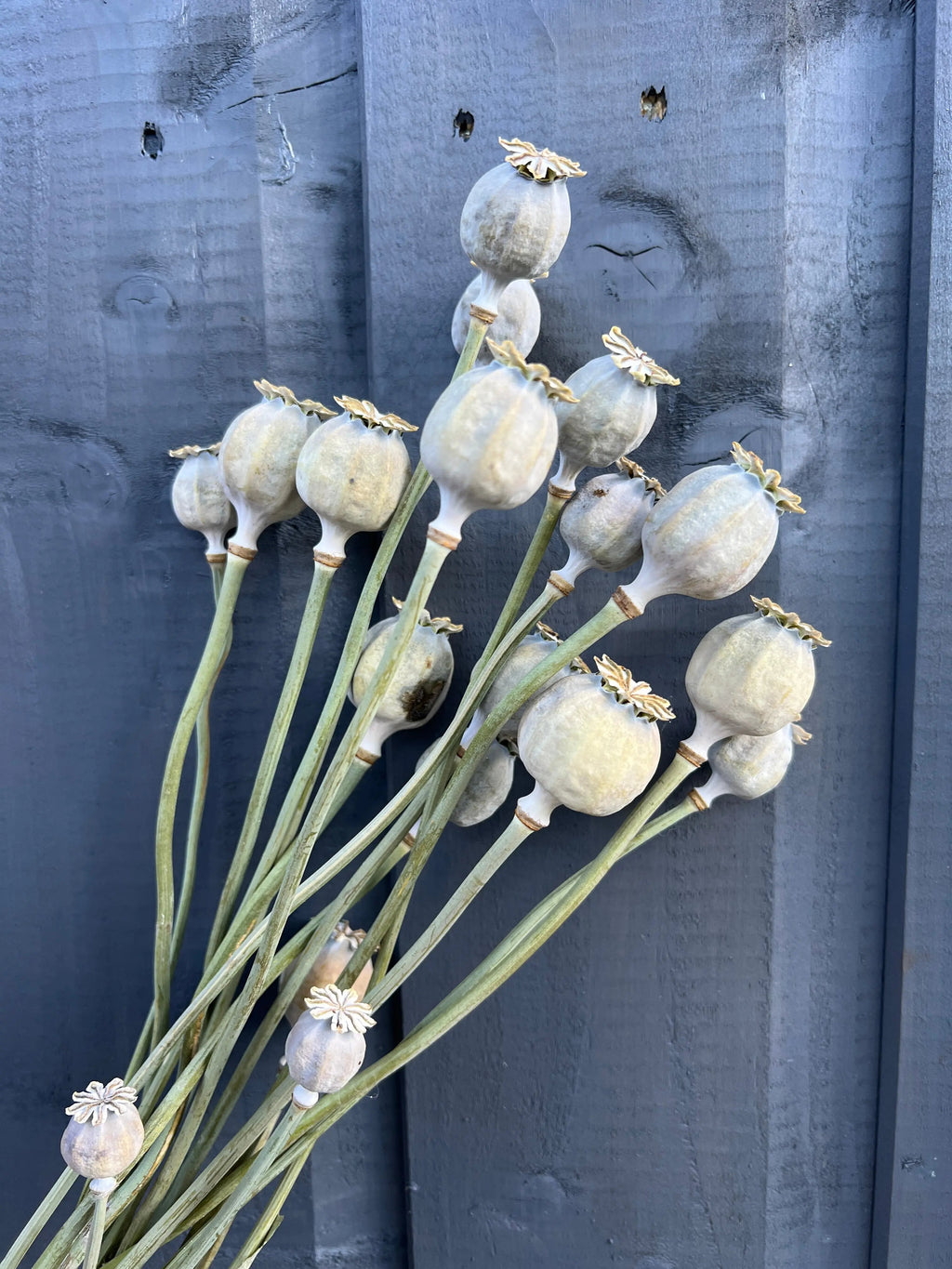 A bundle of Bishy Barnabees Cottage Garden Poppy Heads Dried (Large) with long stems rests against a dark gray wooden fence.