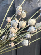 A close-up of Poppy Heads Dried (Large) by Bishy Barnabees Cottage Garden shows pale, textured Papaver somniferum seed pods with star-shaped tops on long stems, set against a dark wooden background.