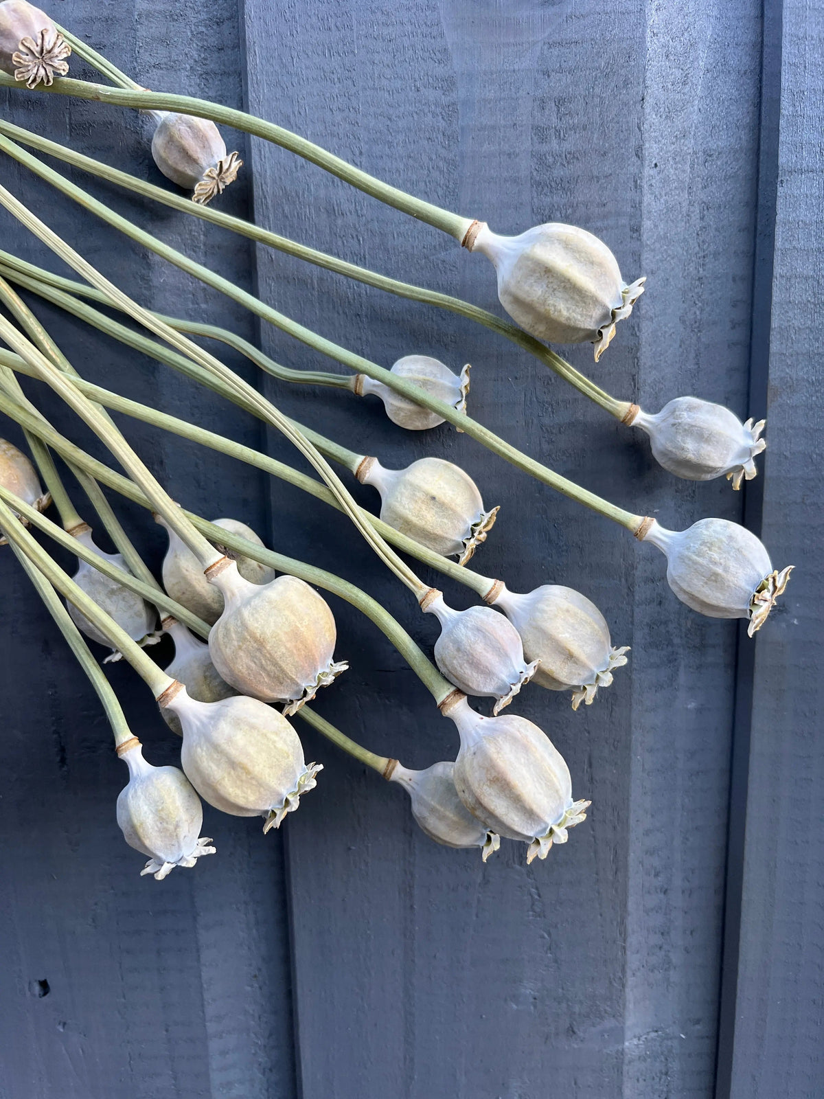 Dried poppy heads hanging in a bunch, showing round pods with star-shaped crowns