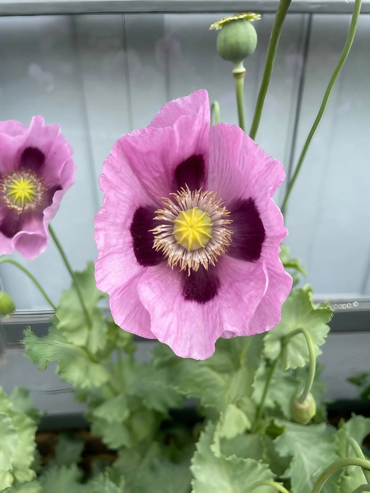 Close-up of a Poppy Hungarian Blue flower with dark centre and yellow stamens by a grey fence