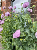 Poppy Hungarian Blue lavender blooms and buds growing densely by a brick house
