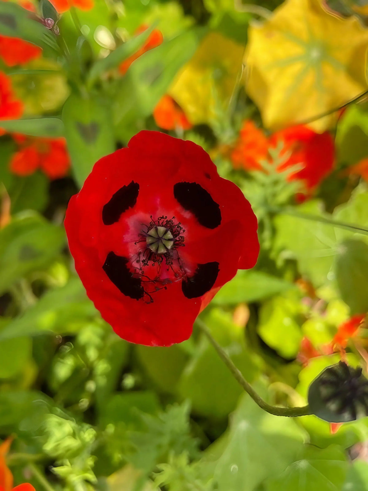 Poppy Ladybird scarlet flowers with bold black spots against green leaves and other blooms
