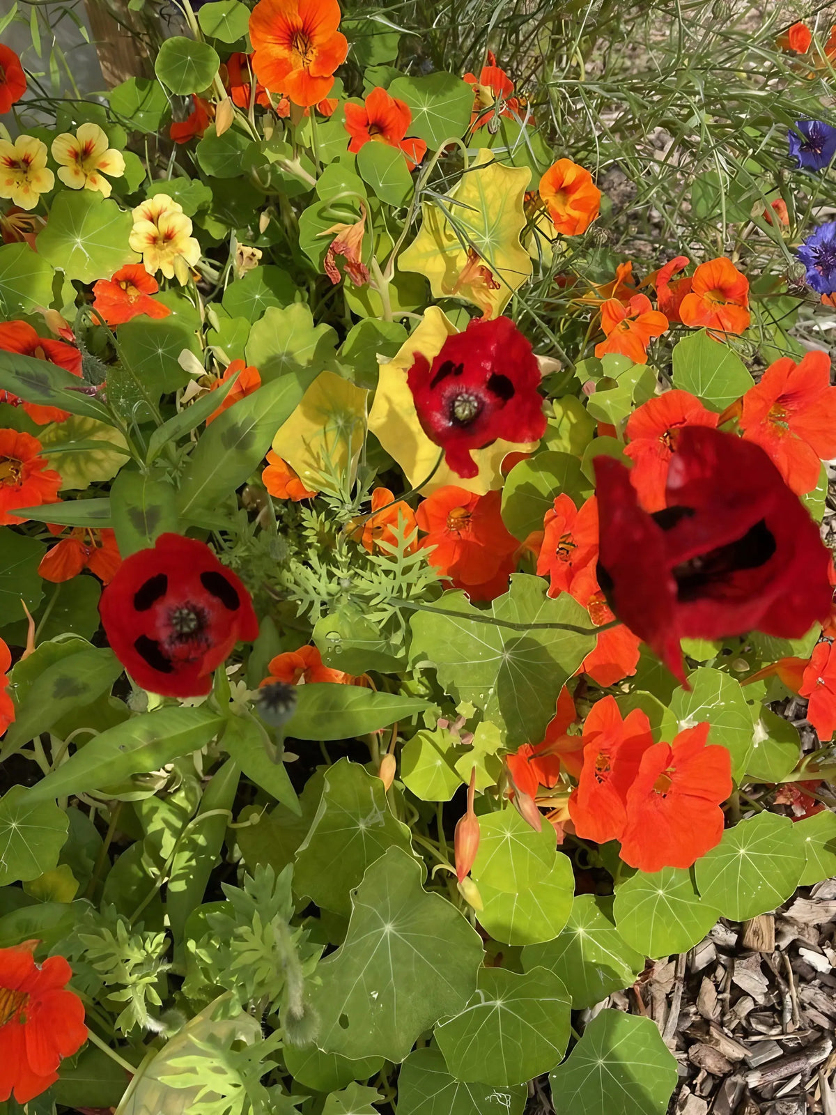 Poppy Ladybird flowers with orange and yellow nasturtiums in a sunny garden bed