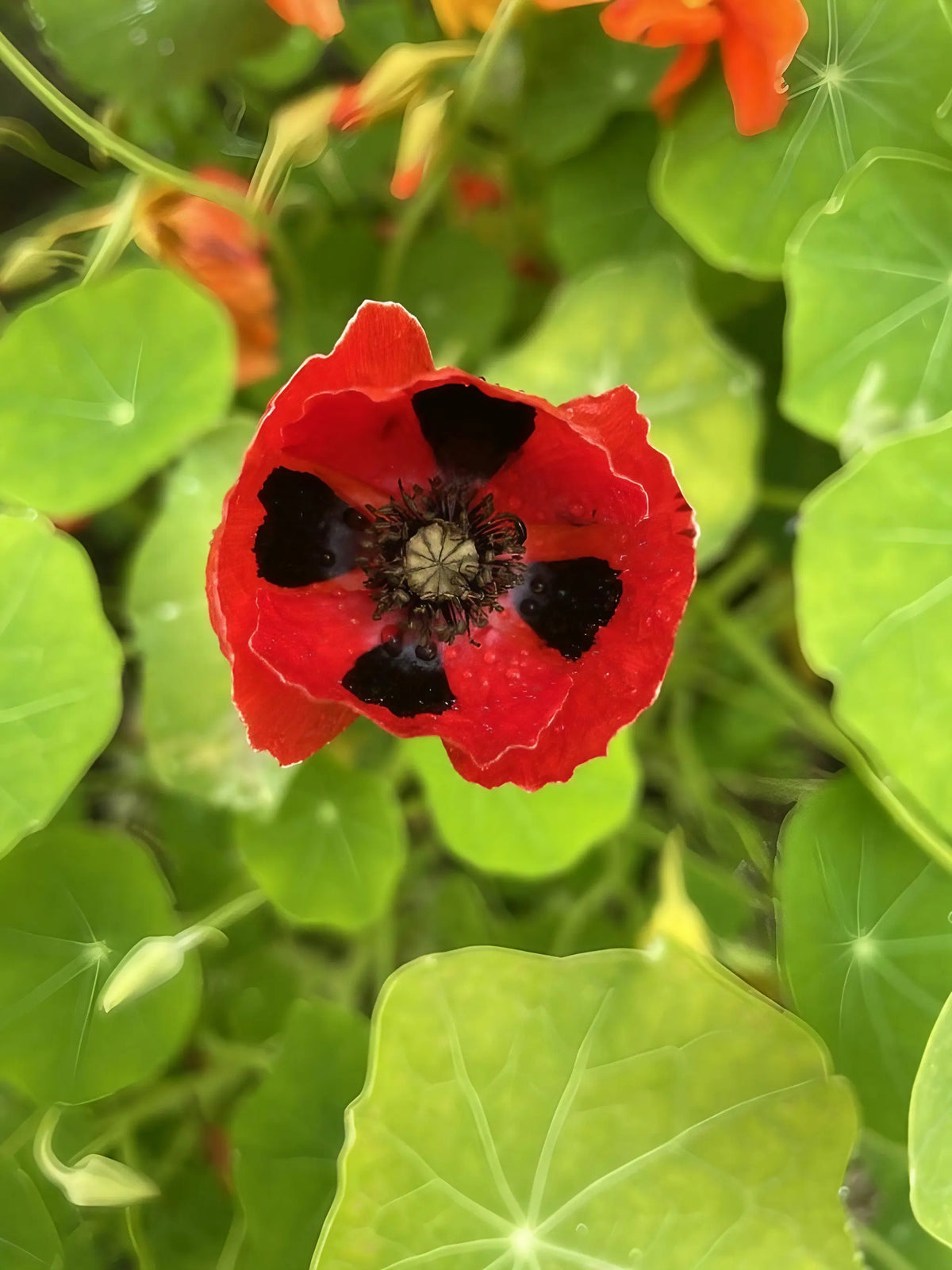 Poppy Ladybird scarlet bloom with dark spots beside light green rounded leaves
