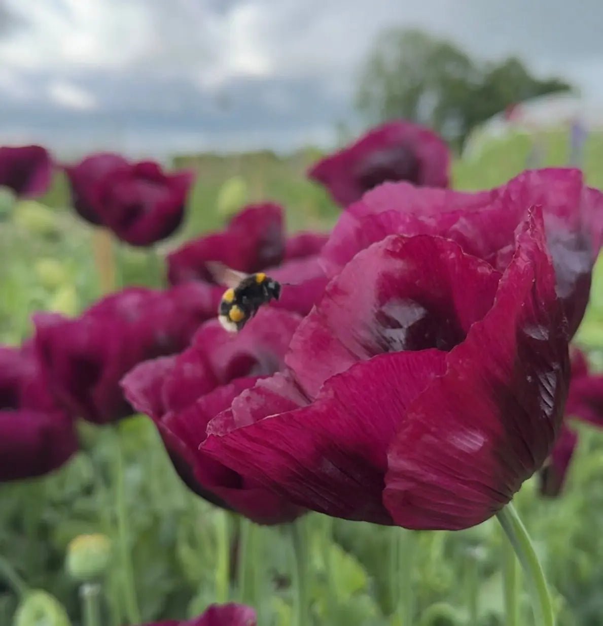 Poppy Laurens Grape - Bishy Barnabees Cottage Garden Ltd