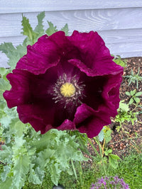 The Poppy Laurens Grape by Bishy Barnabees Cottage Garden features deep purple ruffled blooms with yellow centers, set amid green leaves and sculptural seed heads, flourishing in a garden beside a white wall.