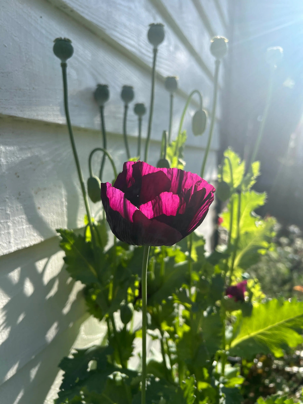 Single deep purple Poppy Lauren's Grape flower in sunlight by a white wooden wall