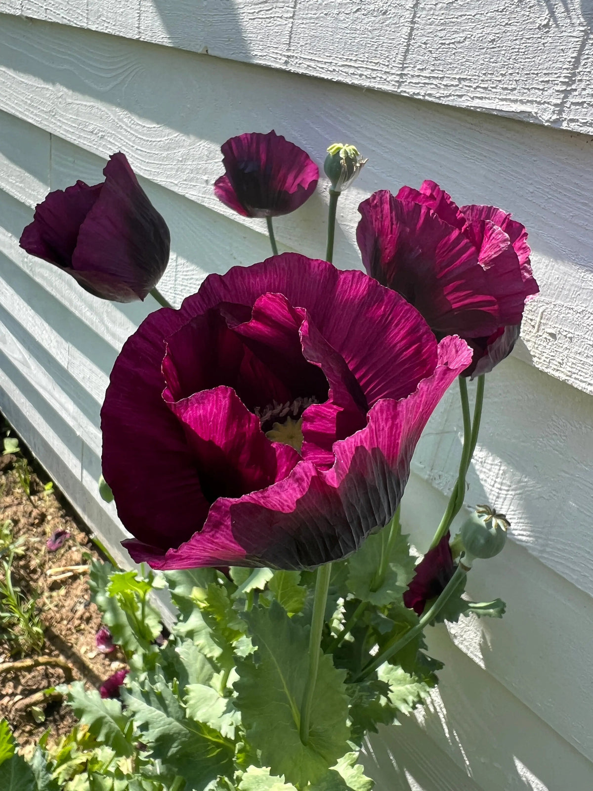 Poppy Lauren's Grape violet-plum flowers and seed pods against a light wooden wall