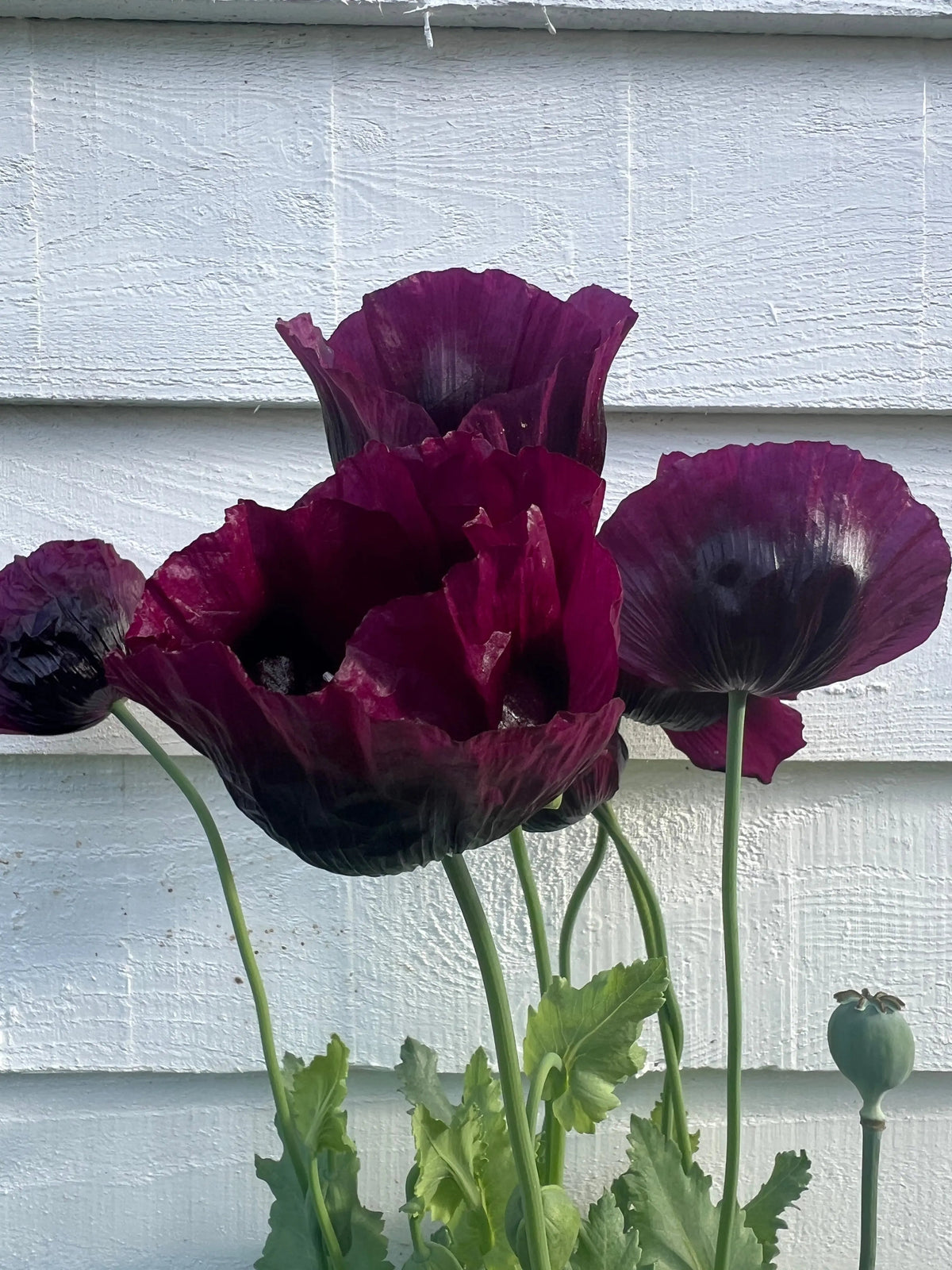 Deep purple Poppy Lauren's Grape flowers and a bud beside a white wooden wall
