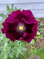 Poppy Lauren's Grape purple flowers with seed heads in a garden border