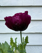 Deep purple Poppy Lauren's Grape flower with raindrops on its petals