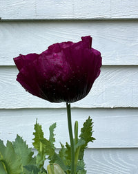 A deep purple poppy from Bishy Barnabees Cottage Garden's Poppy Laurens Grape seeds stands tall with water droplets on its petals, set against a white wooden wall and framed by green jagged leaves.