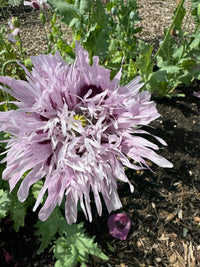 A close-up of a pale purple Poppy Lilac PomPom flower by Bishy Barnabees Cottage Garden in full bloom, surrounded by green leaves and stems, with soil and mulch visible in the background.
