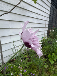 The Poppy Lilac PomPom by Bishy Barnabees Cottage Garden shows a pale purple bloom with a dark center drooping on a tall stem, set in a garden near a white house wall with green foliage and small flowers at its base.