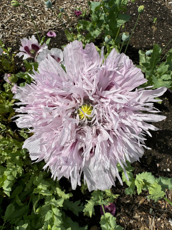 A close-up of a pale lavender, frilled Poppy Lilac PomPom flower from Bishy Barnabees Cottage Garden, blooming amid green leaves and mulch—an exquisite garden showcase.