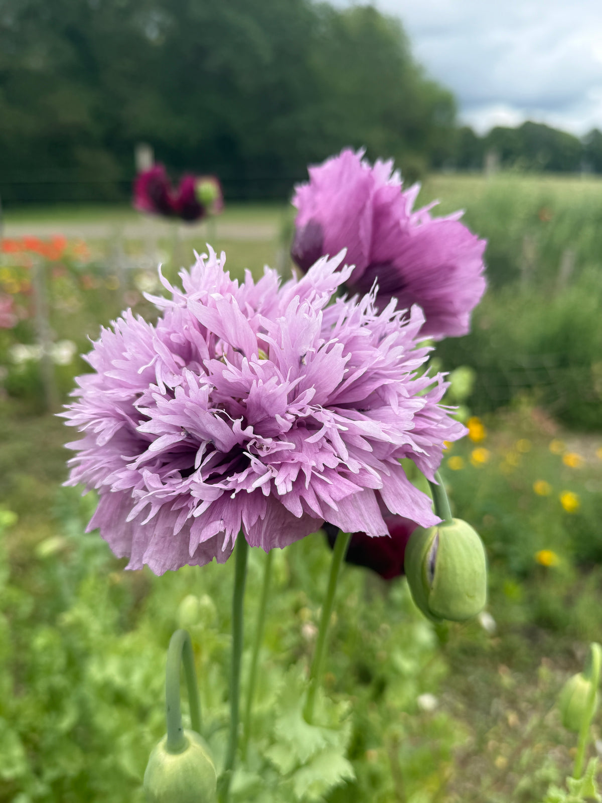Poppy Lilac PomPom (Papaver somniferum) – frilly lilac double flowers on tall stems in a field
