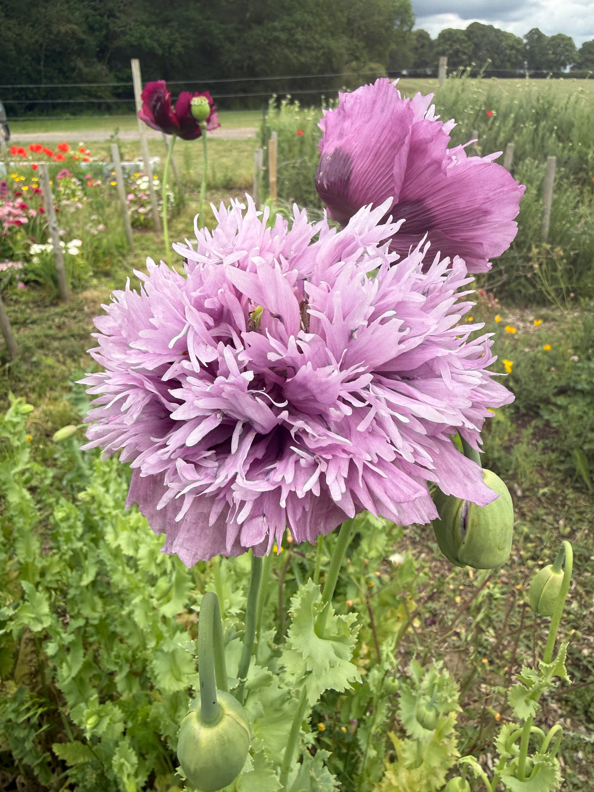 Poppy Lilac PomPom – fluffy lilac bloom with seed pods and a dark bud behind