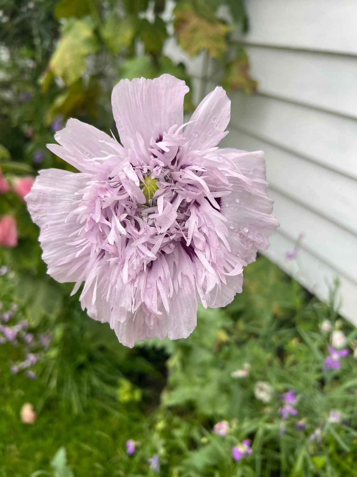 Poppy Lilac PomPom pale lavender double fringed petals with dewdrops