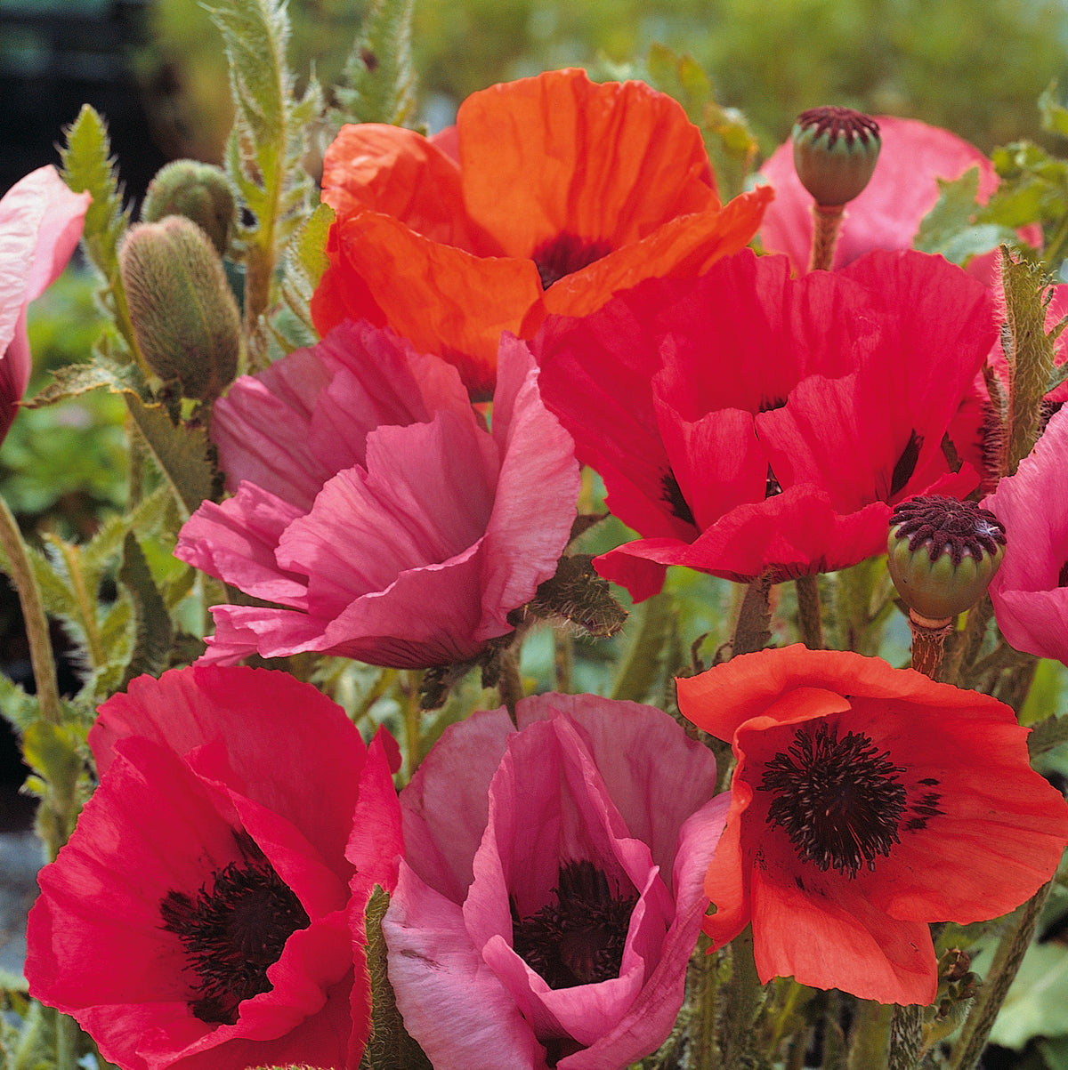 Close-up of Poppy Oriental Fruit Punch blooms in scarlet, orange and rose pink with dark centres