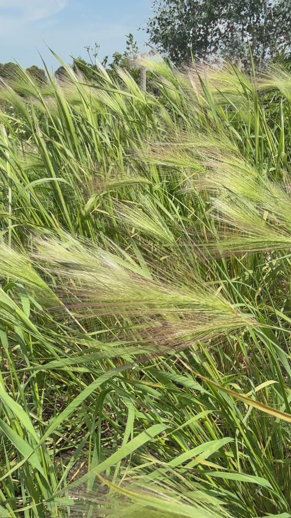 Foxtail Barley (Hordeum Jubatum)
