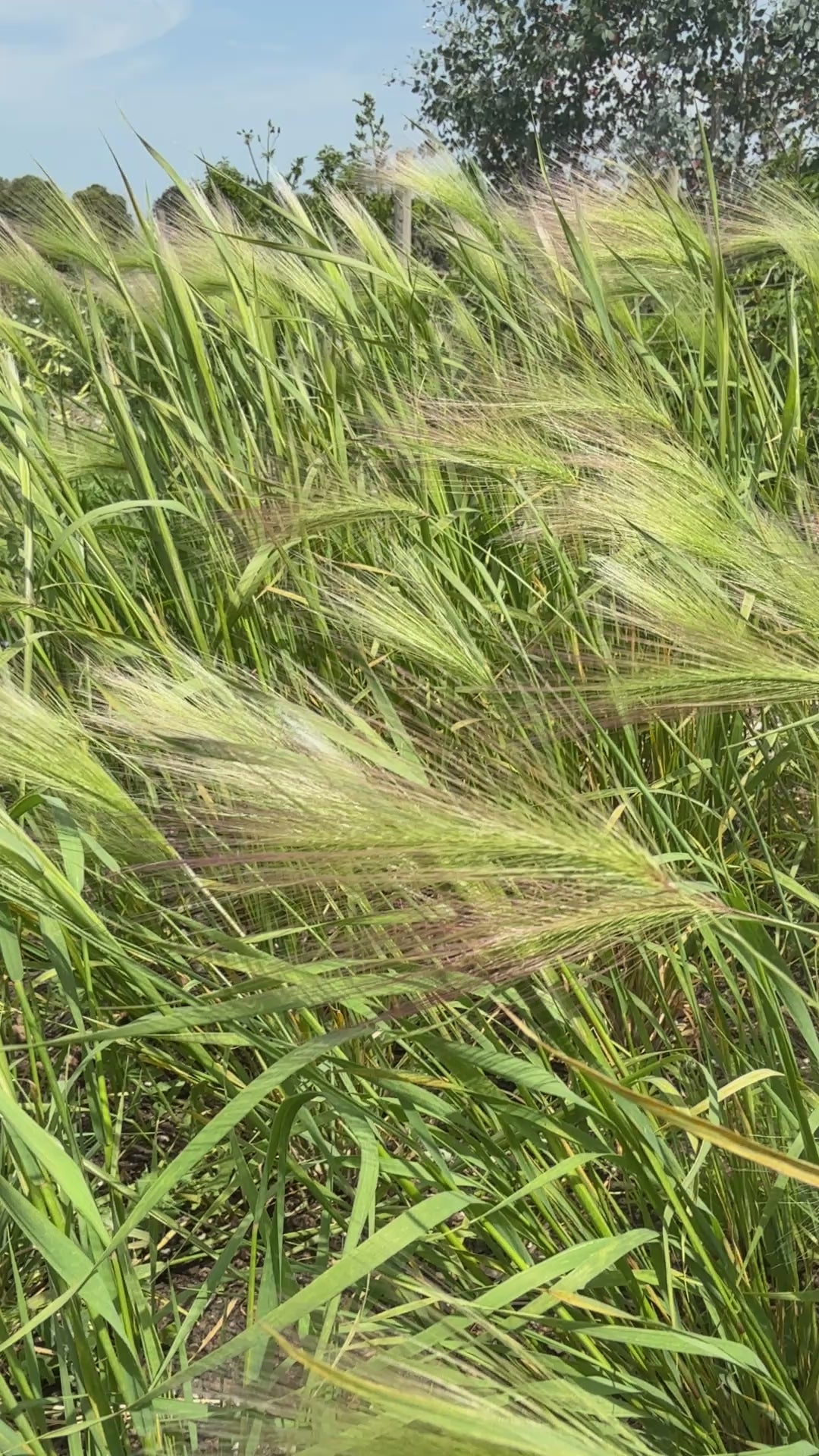 Foxtail Barley (Hordeum Jubatum)