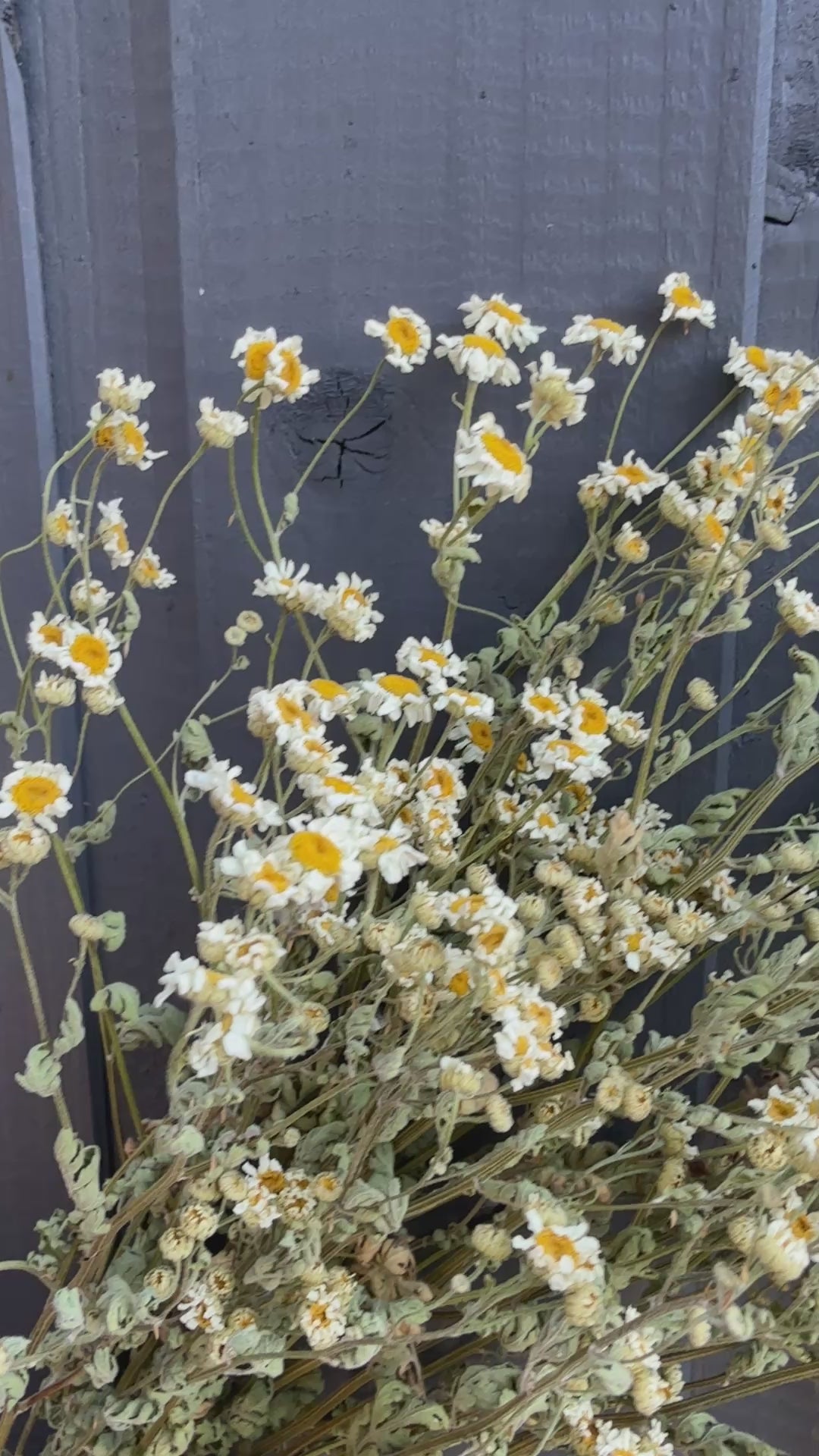 Feverfew Dried