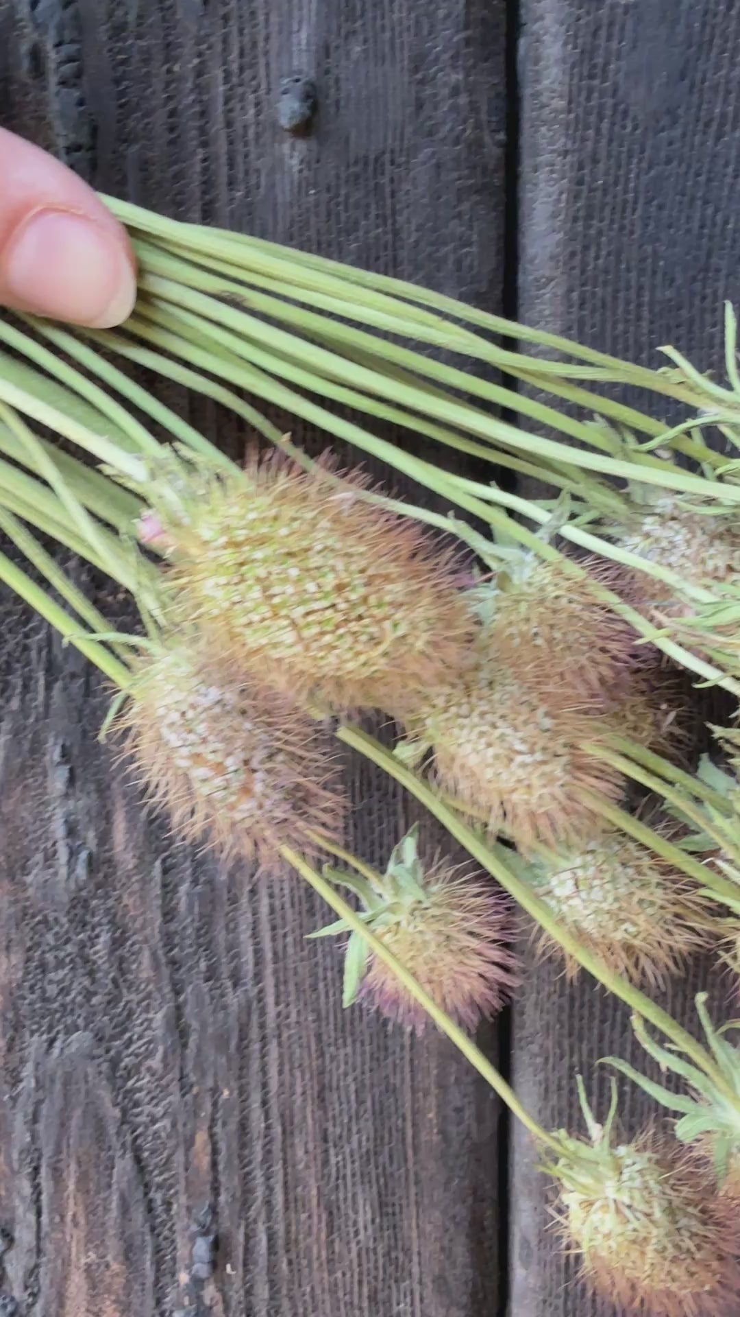 Scabious Heads Dried