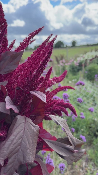 Amaranthus Red (Love-Lies-Bleeding)