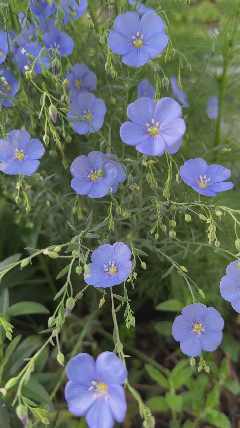 Linum Blue Flax