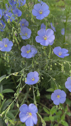 Linum Blue Flax