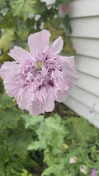 Poppy Lilac PomPom