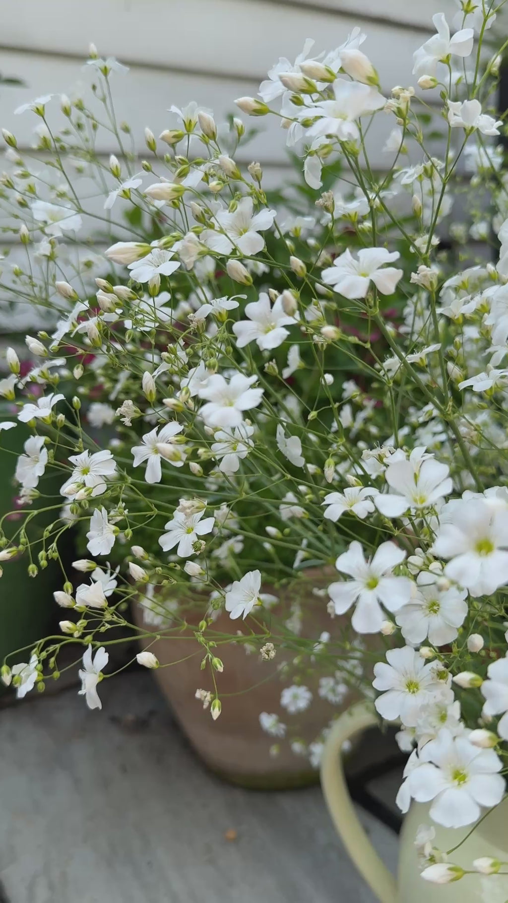 Gypsophila Covent Garden