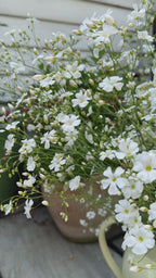Gypsophila Covent Garden