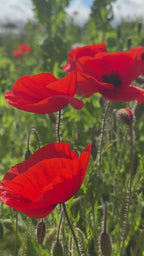 Poppy Flanders Red